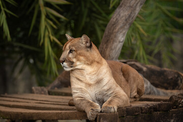 Plakat Male cougar lying down looking to the side in selective focus and blurred background