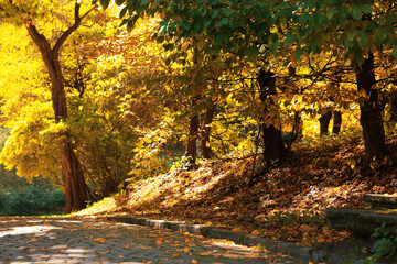 Pathway, fallen leaves and trees in beautiful park on autumn day