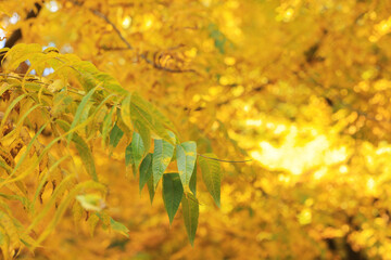 Picturesque view of leaves on tree in autumn, closeup. Space for text