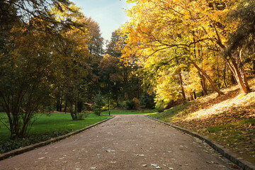 Pathway, fallen leaves and trees in beautiful park on autumn day