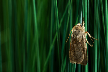 Paradrina clavipalpis moth on green grass outdoors, space for text