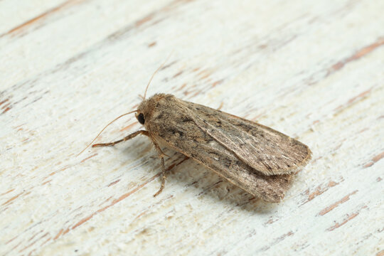 Paradrina clavipalpis moth on white wooden background