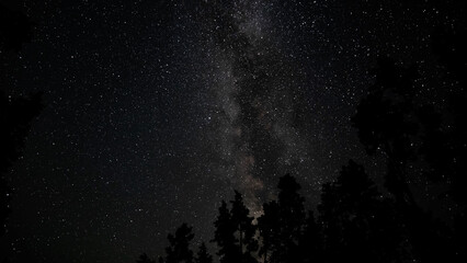 The Milky Way galaxy above the silhouettes of trees