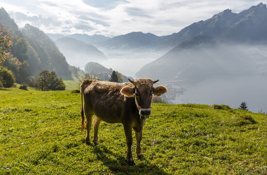 Beautiful swiss cow. Alpine meadows. Switzerland