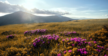 Obraz premium Incredible nature scenery im mountain. Beautiful natural landscape in the summer morning. Mountain valley with fresh pink rhododendron flowers and majestic moun under sunlight. Carpathian. Ukraine
