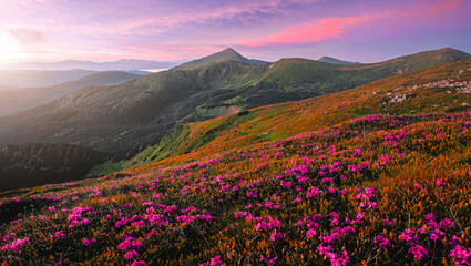 Fototapeta na wymiar Wonderful morning alpine scenery. Stunning spring landscape. Vivid atmospheric nature scenery. Nice mountains and rhododendron flowers under sunlight. Beautiful nature background. Picture of wild area