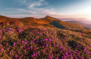 Fototapeta premium Incredible nature scenery im mountain. Beautiful natural landscape in the summer morning. Mountain valley with fresh pink rhododendron flowers and colorful sky during sunset. Ukraine