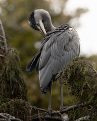 Grey Heron up in the trees 