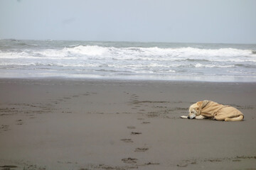 Golden Dog Sleeping on a Beach Wearing a Coat