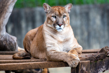 Majestic male Puma sitting looking to the side in selective focus and blurred background. Portrait