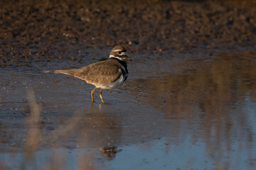 Killdeer Standing on the Edge of the Marsh Early Evening