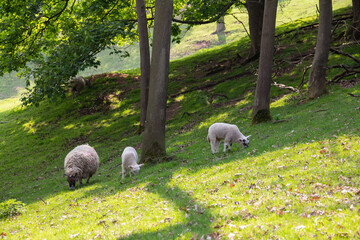 Family outing , mother sheep and her twin lambs  enjoying grazing under trees on hillside in English countryside.
