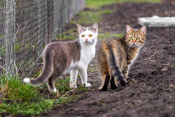 Fototapeta premium Two cats in the garden look back