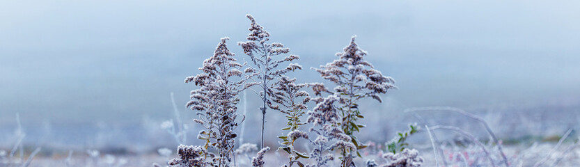 Frost-covered plants on a blurred background in winter, panorama