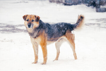 A snow-covered big dog in the snow in winter