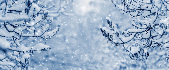 Winter background with snowy tree branches in the forest during snowfall