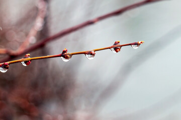 Tree branch with raindrops in the forest on a blurred background