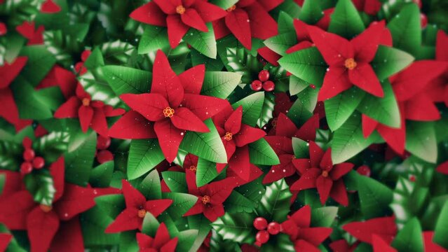 Beautiful Christmas floral background with a gently moving arrangement of Poinsettia flowers, holly leaves and berries and snow particles. This vibrant, festive motion background animation is full HD.