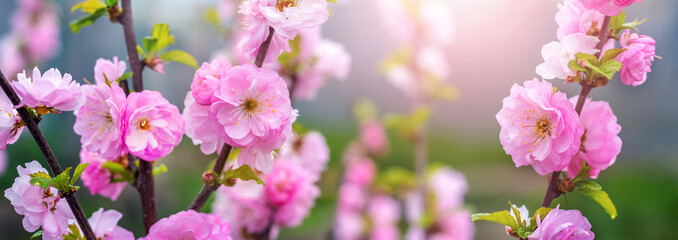 Sakura branches with large lush flowers in sunny weather. Sakura blossoms in the garden. Japanese cherry blossoms close-up