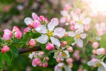 A branch of an apple tree with pink flowers and buds in sunny weather