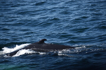 Naklejka premium Humpback whales visit surface