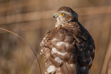 Young Eurasian Sparrowhawk (Accipiter nisus) resting in the sun perched on a branch.