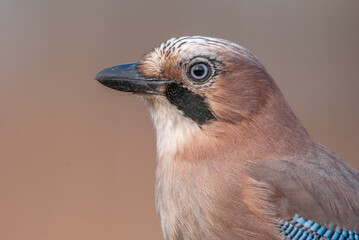 Eurasian Jay portrait (Garrulus glandarius) perched on a branch.