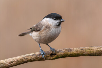 Marsh Tit (Poecile palustris) perched on a branch.