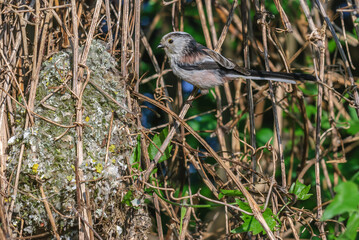 Long-tailed Tit (Aegithalos caudatus) Adult at nest. Feed the chicks.