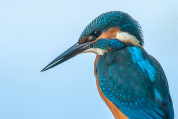 Portrait of a Kingfisher perched on a reed above a pond in spring.