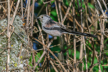 Long-tailed Tit (Aegithalos caudatus) Adult at nest. Feed the chicks.