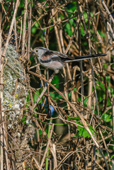 Long-tailed Tit (Aegithalos caudatus) Adult at nest. Feed the chicks.