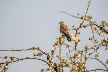 Common Kestrel (Falco tinnunculus) male perched on a blossoming apple tree in spring.