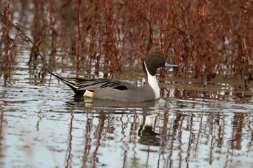 Northern Pintail Duck Male in the Pond on a Fall Morning