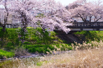 桜満開の宇治田原町、田原川河畔の桜の遊歩道「やすらぎの道」（京都府綴喜郡宇治田原町・田原川河畔　郷之口地区～荒木地区～岩山地区）