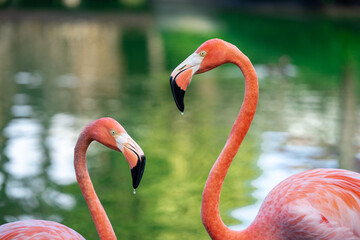 Pink flamingo couple romance