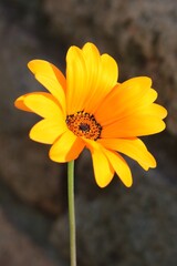 Close-up of an orange Namaqualand daisy