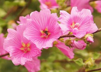 Bee in the center of a beautiful pink flower on a tree