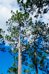 Beautiful pine trees and white cloud in the winter of Florida