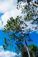 Beautiful pine trees and white cloud in the winter of Florida
