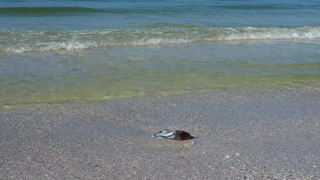 Large fish killed by red tide bloom in the Gulf of Mexico at St. Pete Beach, Florida