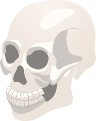 Human skull, sideways