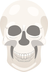 Human skull, full face