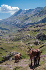 Caballos en valle pirenaico español