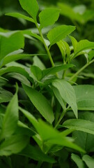 Beautiful tropical philodendron leaves