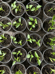 seedlings of pepper in cups. young green plants. Preparing for gardening season.