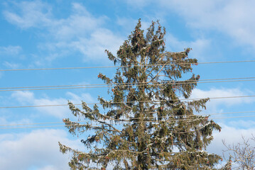 Fototapeta Jodła i druty elektryczne na błękitnym tle nieba obraz