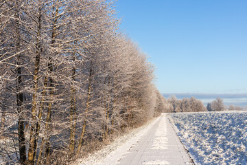 A row of snowy trees in Zulawy, Poland