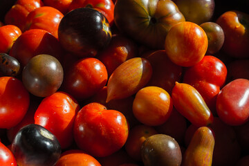 Many varieties of colorful, organic tomatoes - solanum lycopersicon