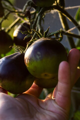 Collectible, unique fruits of black tomato varieties in a family plantation in the rays of the sun
